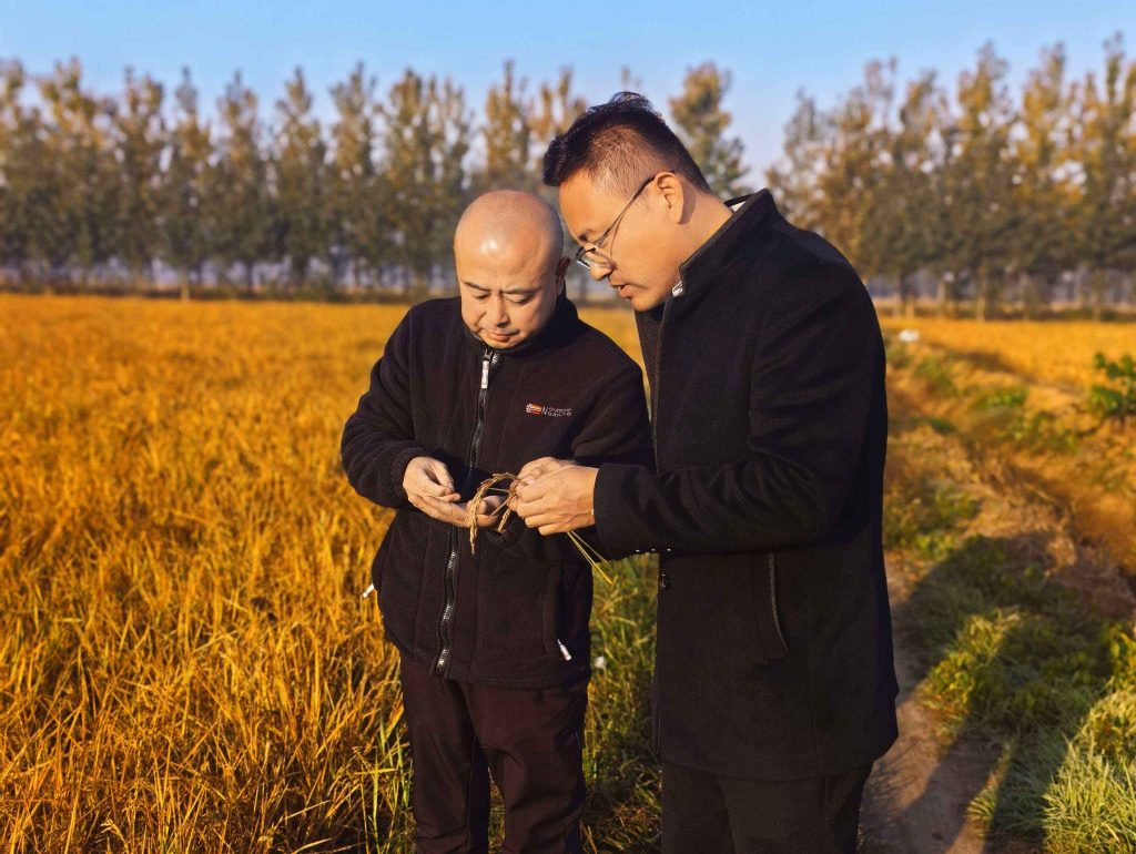 旱地上的“无糖米”突破新品种如何改变餐桌与农田未来？